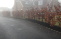 Landscape Planting Hedge Beech Fagus silvatica 175/200