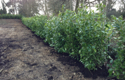 Landscaper Planting Hedge Laurel Prunus laurocerassus 175/200