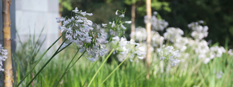 Garden Soft Landscape Planting