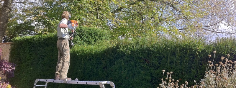 Farnham Hedge Pruning / Reduction